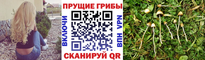 Псилоцибиновые грибы GOLDEN TEACHER  закладка  KRAKEN ТОР  Карабаш 